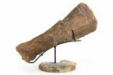 Plesiosaur Limb Bone on Ammonite Stand - Asfla, Morocco #252376-1